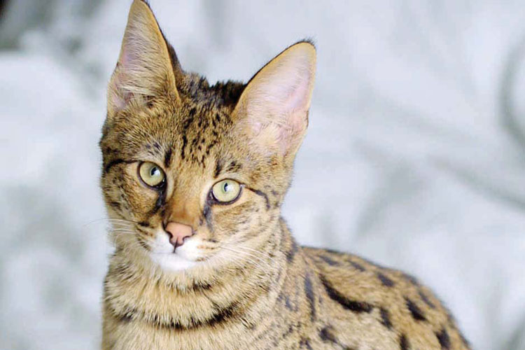 World famous cats guide - Savannah cat