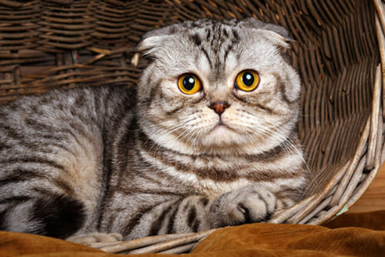 World Famous Cats Guide   Scottish Fold Cat