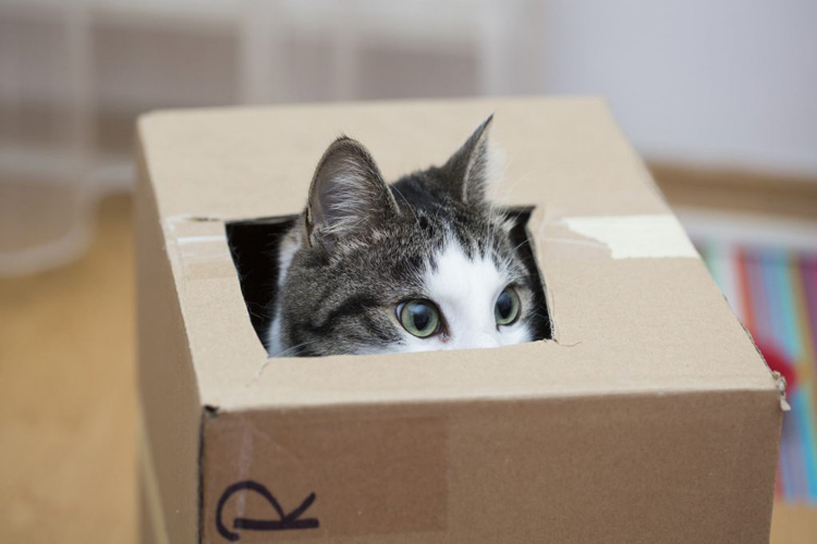 Why cats like to stay in the box？ - Buy cat, cat in box, dog, pet ...