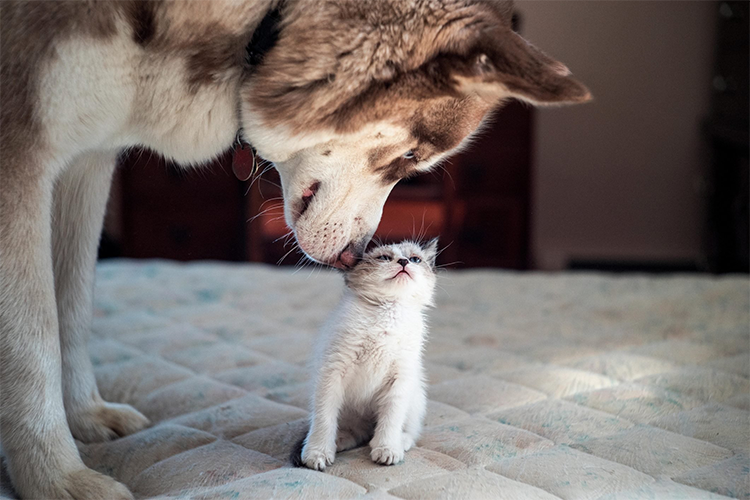 Dog saves cat