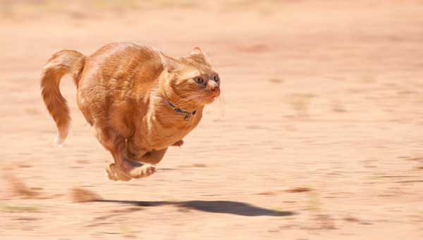 Will Your Cat Crazy Running at Home?