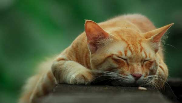 Why Cats Need To Sleep So Long A Day?
