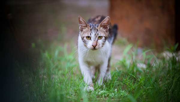 Why Cats Run Away From Home And How To Find Them?